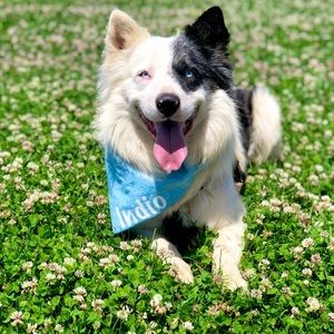 Blue dog bandana & matching srunchie 💙🐾